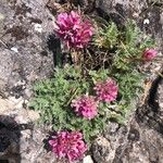 Anthyllis montana Blomst