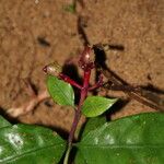 Chassalia subnuda Fruit