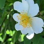 Rosa arvensis Kvet