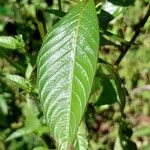 Ludwigia erecta Blatt