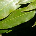 Mabea occidentalis Leaf