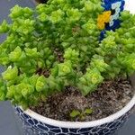 Crassula rupestris List