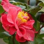 Camellia sasanqua Flor