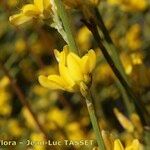 Genista spartioides Flor