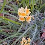 Linaria angustissima Flower