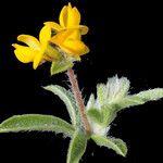 Anthyllis circinnata Flower