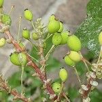 Berberis repens Owoc