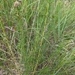 Dalea purpurea Blad