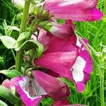 Penstemon hartwegii Flower