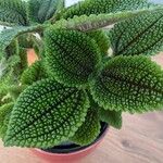 Pilea mollis ᱥᱟᱠᱟᱢ