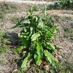 Rumex patientia Habit