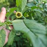 Physalis longifolia Flower