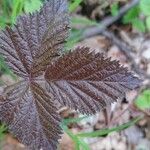 Rubus nemorosus Leaf