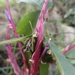 Tillandsia variabilis 花