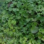 Nasturtium officinale Habit