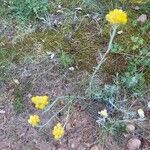 Helichrysum arenarium Kwiat