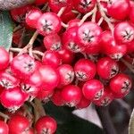 Cotoneaster coriaceus Fruit