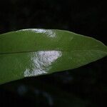 Microsorum punctatum Leaf