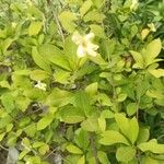 Brunfelsia americana Květ