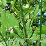 Camassia leichtlinii Fruit