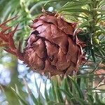 Cunninghamia lanceolata Плод