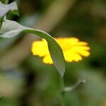 Glebionis segetum Leaf