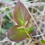 Vaccinium corymbosum Feuille