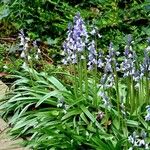 Hyacinthoides × massartiana ശീലം