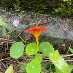 Tropaeolum minus Leaf