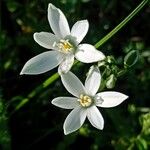 Ornithogalum divergens Žiedas