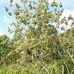 Dombeya ciliata Hábito