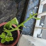 Euphorbia tithymaloides Fuelha