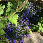 Lobelia erinus Habitat