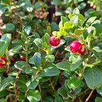 Vaccinium vitis-idaea पत्ता