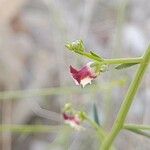 Scrophularia striata Flower