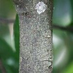 Acalypha integrifolia Kora