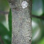 Acalypha integrifolia Bark