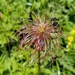 Anemone alpinaBlomst