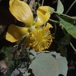 Abutilon exstipulare Flower