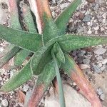 Gasteria croucheri Hoja