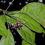 Cola acuminata Arall