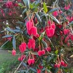 Crinodendron hookerianum Λουλούδι