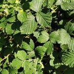 Rubus foliosus पत्ता