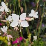 Oenothera lindheimeriFiore