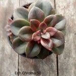 Echeveria angustifolia Leaf