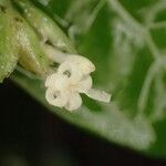 Psychotria latistipula