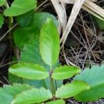 Kalanchoe pinnata Leaf