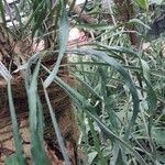 Campyloneurum angustifolium Likasa