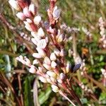 Persicaria decipiens 花