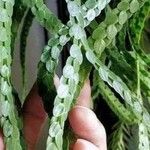 Huperzia nummulariifolia 叶